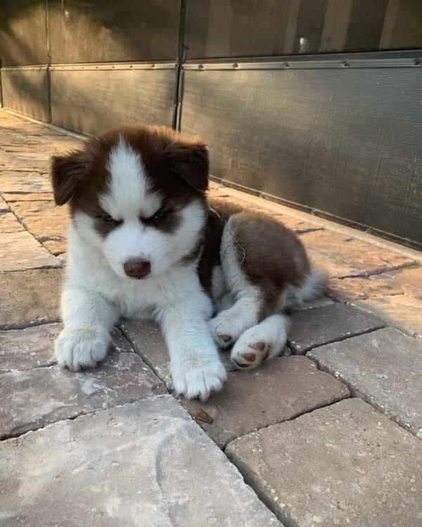 8-week-old male Husky puppy named Jordan with a white and brown coat.