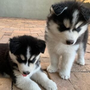 8-week-old male Husky puppy named Larry with a white and black coat.