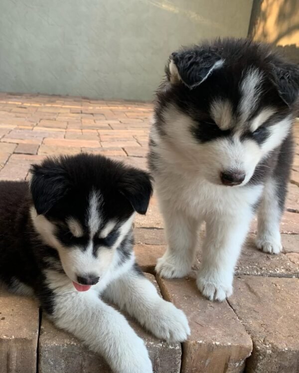 8-week-old male Husky puppy named Larry with a white and black coat.