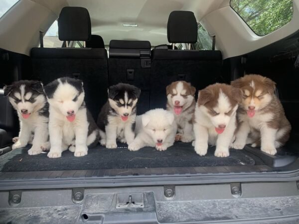 8-week-old male Husky puppy named Larry with a white and black coat.