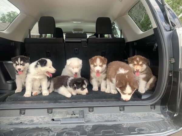 8-week-old male Husky puppy named Larry with a white and black coat.