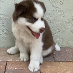 8-week-old male Husky puppy named Jordan with a white and brown coat.