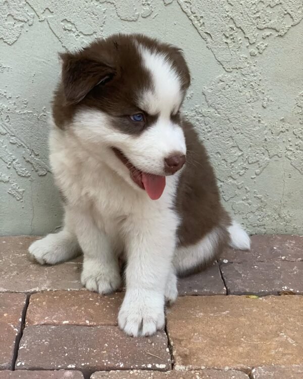 8-week-old male Husky puppy named Jordan with a white and brown coat.