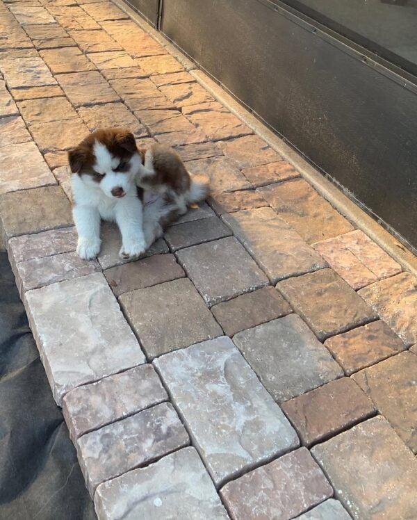 8-week-old male Husky puppy named Jordan with a white and brown coat.