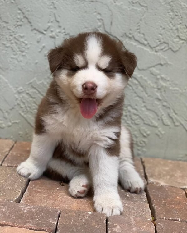 8-week-old male Husky puppy named Jordan with a white and brown coat.
