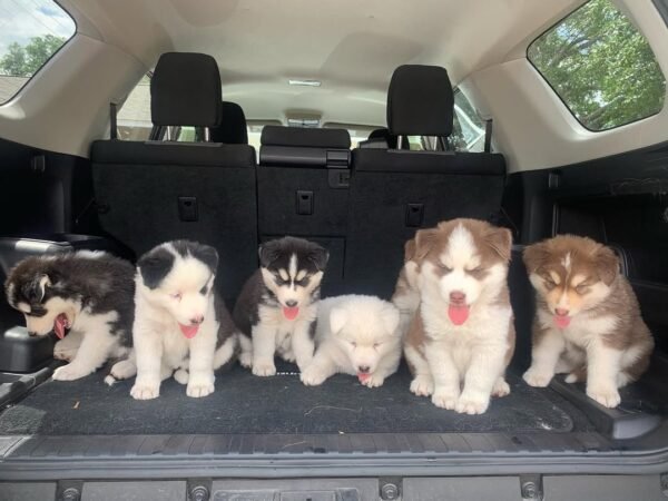 8-week-old male Husky puppy named Larry with a white and black coat.