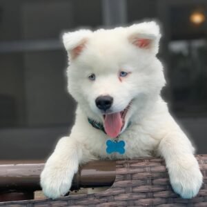 Snow-white female husky puppy named Mary, 8 weeks old, sitting on grass with bright blue eyes and fluffy fur.