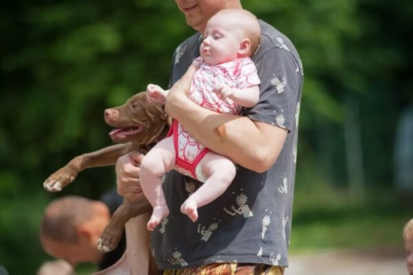5-week-old female Pitbull Terrier puppy Gwen looking curious and alert in a natural setting.