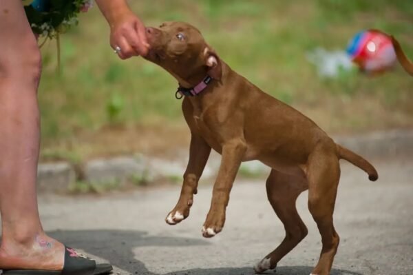 5-week-old female Pitbull Terrier puppy Gwen looking curious and alert in a natural setting.