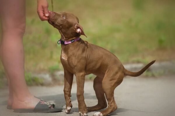 5-week-old female Pitbull Terrier puppy Gwen looking curious and alert in a natural setting.