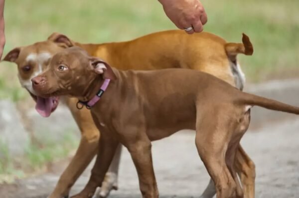 5-week-old female Pitbull Terrier puppy Gwen looking curious and alert in a natural setting.