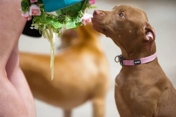 5-week-old female Pitbull Terrier puppy Gwen looking curious and alert in a natural setting.