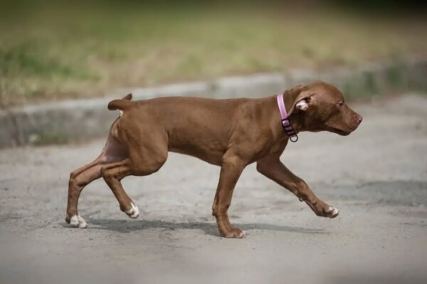 5-week-old female Pitbull Terrier puppy Gwen looking curious and alert in a natural setting.