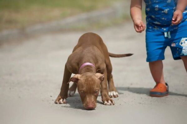 5-week-old female Pitbull Terrier puppy Gwen looking curious and alert in a natural setting.