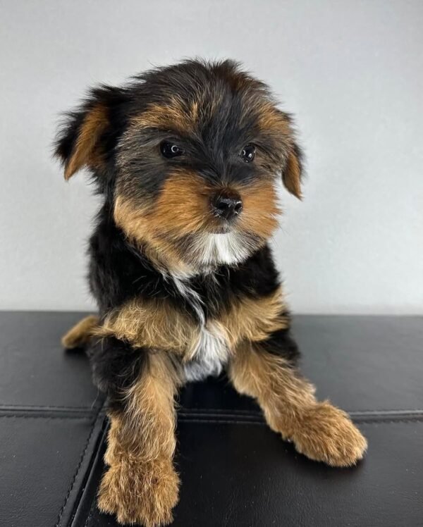 Standard male Yorkshire Terrier puppy named Manny, sitting on a cozy blanket.