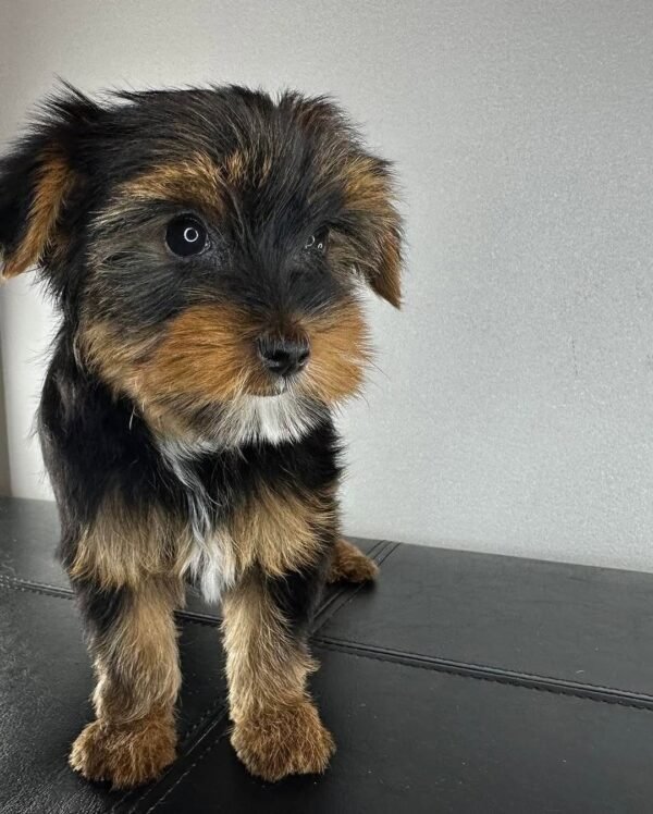 Standard male Yorkshire Terrier puppy named Manny, sitting on a cozy blanket.