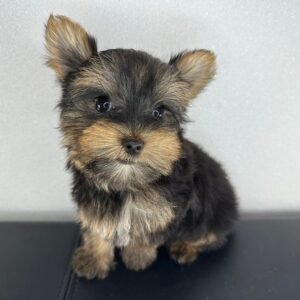 Teacup male Yorkshire Terrier puppy named Milo, sitting on a cozy blanket.