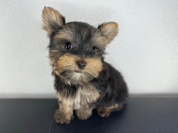 Teacup male Yorkshire Terrier puppy named Milo, sitting on a cozy blanket.