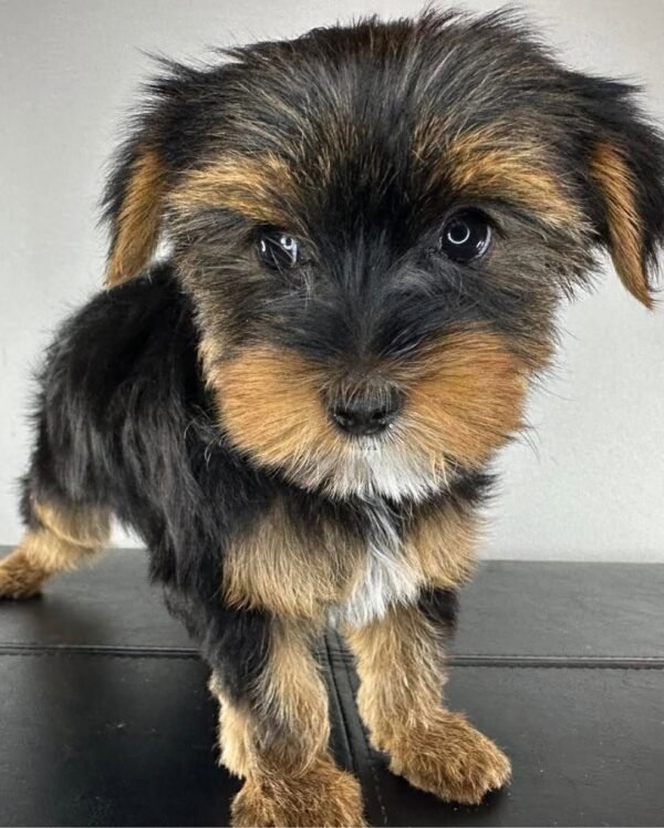 Standard male Yorkshire Terrier puppy named Manny, sitting on a cozy blanket.