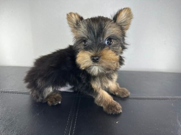 Teacup male Yorkshire Terrier puppy named Milo, sitting on a cozy blanket.