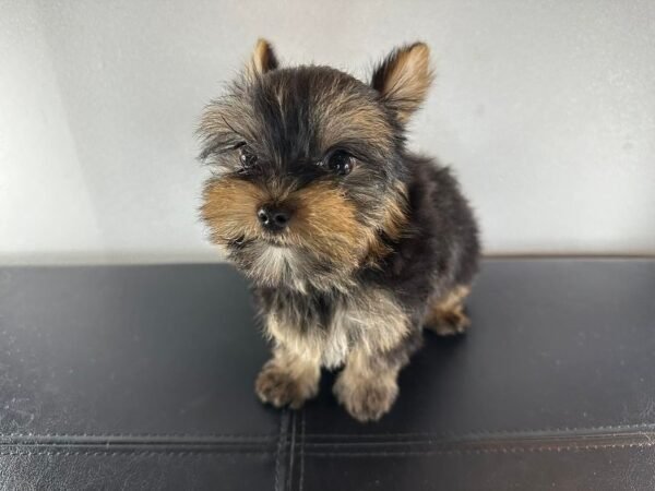 Teacup male Yorkshire Terrier puppy named Milo, sitting on a cozy blanket.