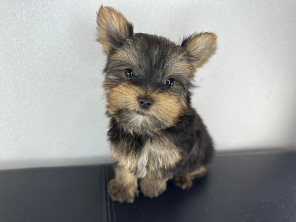 Teacup male Yorkshire Terrier puppy named Milo, sitting on a cozy blanket.
