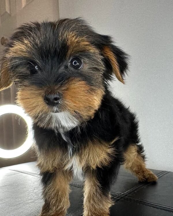 Standard male Yorkshire Terrier puppy named Manny, sitting on a cozy blanket.