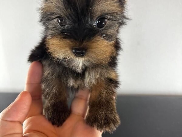 Teacup male Yorkshire Terrier puppy named Milo, sitting on a cozy blanket.