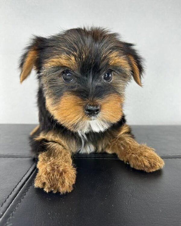 Standard male Yorkshire Terrier puppy named Manny, sitting on a cozy blanket.