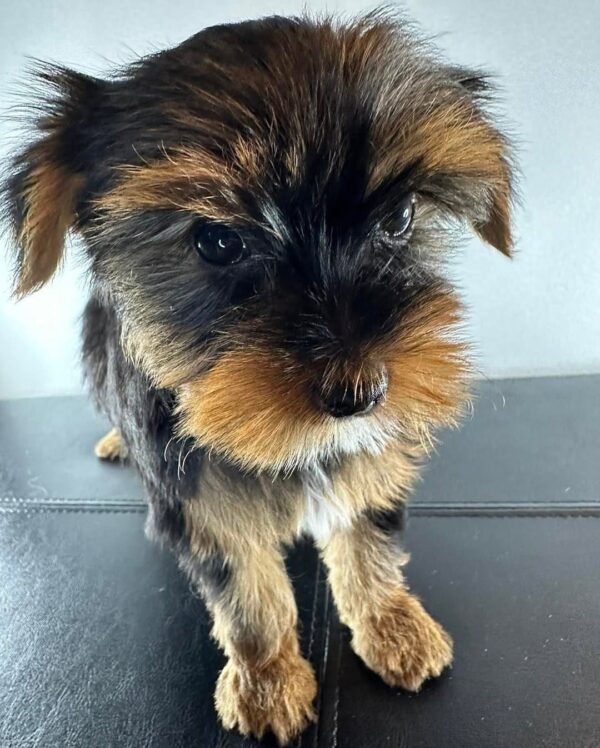Standard male Yorkshire Terrier puppy named Manny, sitting on a cozy blanket.