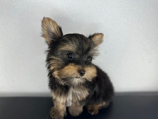 Teacup male Yorkshire Terrier puppy named Milo, sitting on a cozy blanket.