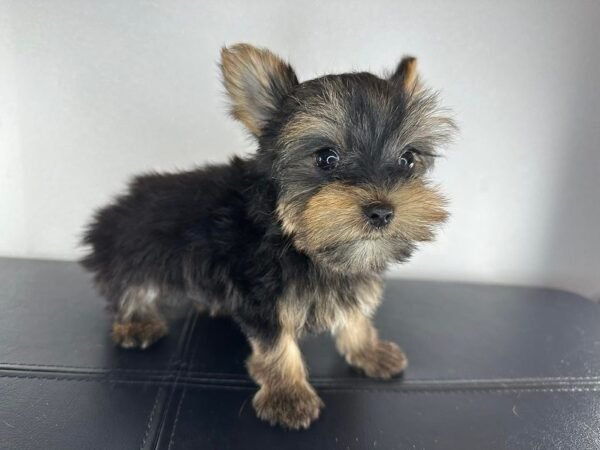 Teacup male Yorkshire Terrier puppy named Milo, sitting on a cozy blanket.
