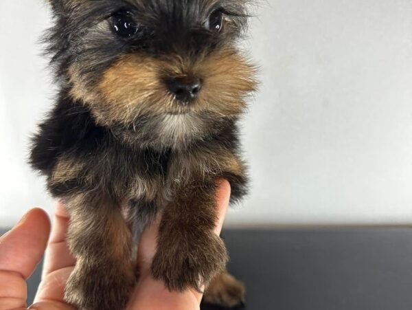 Teacup male Yorkshire Terrier puppy named Milo, sitting on a cozy blanket.