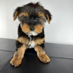 Standard male Yorkshire Terrier puppy named Manny, sitting on a cozy blanket.