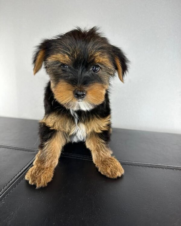 Standard male Yorkshire Terrier puppy named Manny, sitting on a cozy blanket.