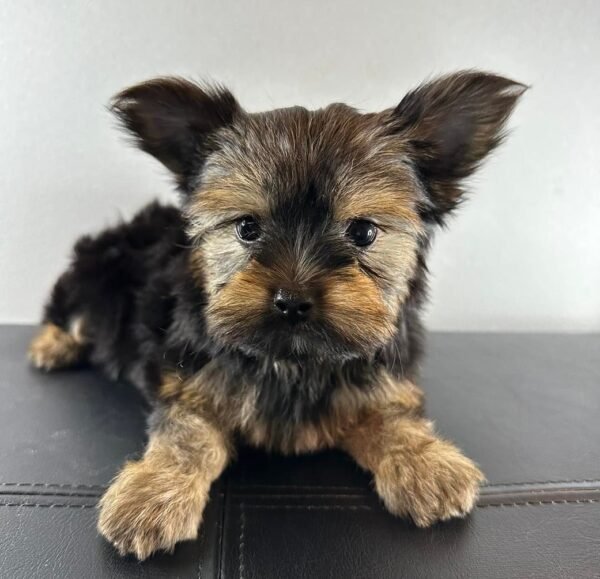 Teacup female Yorkshire Terrier puppy named Mimie, sitting on a cozy blanket.