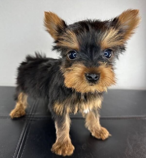 Teacup female Yorkshire Terrier puppy named Jenny, sitting on a cozy blanket.