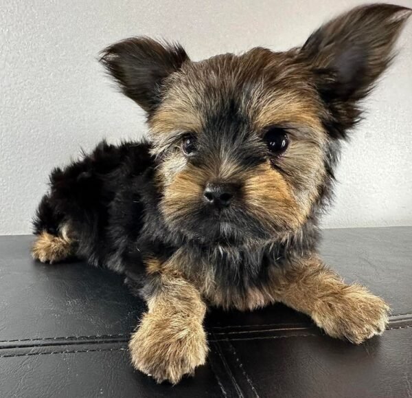 Teacup female Yorkshire Terrier puppy named Mimie, sitting on a cozy blanket.