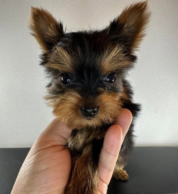 Teacup female Yorkshire Terrier puppy named Jenny, sitting on a cozy blanket.