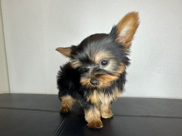 Toy male Yorkshire Terrier puppy named Blake, sitting on a cozy blanket.