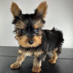 Teacup female Yorkshire Terrier puppy named Jenny, sitting on a cozy blanket.