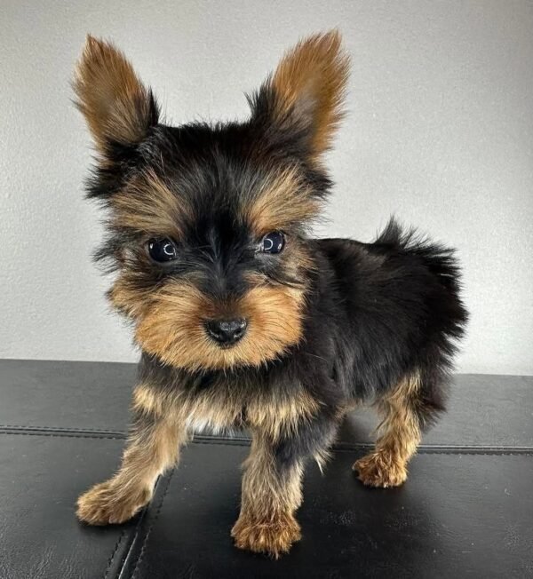 Teacup female Yorkshire Terrier puppy named Jenny, sitting on a cozy blanket.