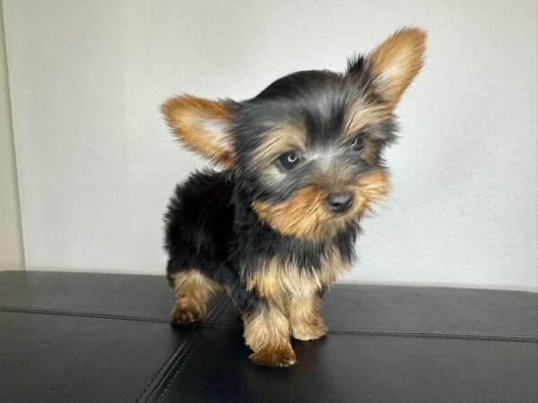 Toy male Yorkshire Terrier puppy named Blake, sitting on a cozy blanket.
