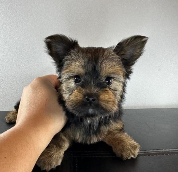 Teacup female Yorkshire Terrier puppy named Mimie, sitting on a cozy blanket.