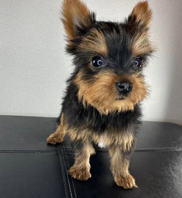 Teacup female Yorkshire Terrier puppy named Jenny, sitting on a cozy blanket.
