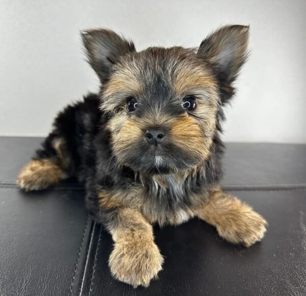 Teacup female Yorkshire Terrier puppy named Mimie, sitting on a cozy blanket.
