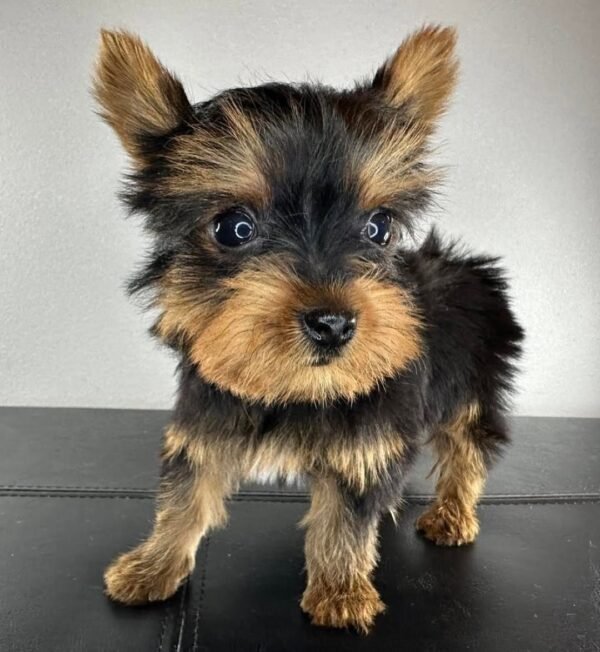 Teacup female Yorkshire Terrier puppy named Jenny, sitting on a cozy blanket.