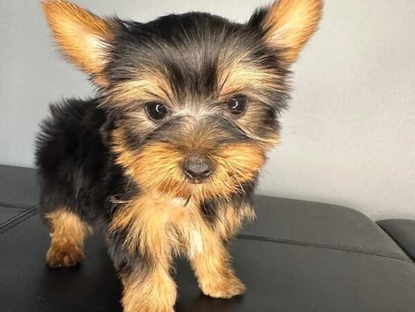 Toy male Yorkshire Terrier puppy named Blake, sitting on a cozy blanket.