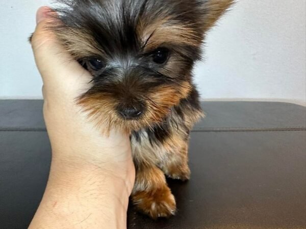 Toy male Yorkshire Terrier puppy named Blake, sitting on a cozy blanket.
