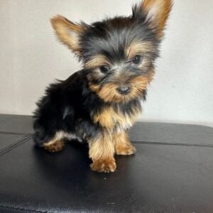 Toy male Yorkshire Terrier puppy named Blake, sitting on a cozy blanket.